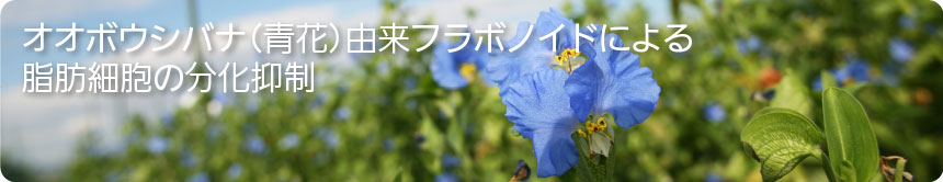 オオボウシバナ（青花）由来フラボノイドによる脂肪細胞の分化抑制